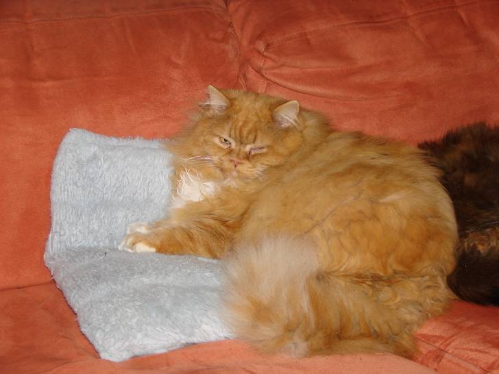 Jasper - Mâle (13 ans)