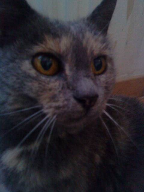Chipie - (15 ans)