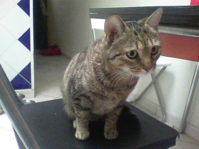 Piaf -