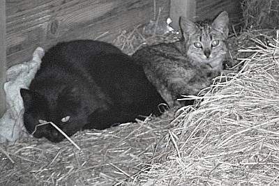 Stanley & Feather -