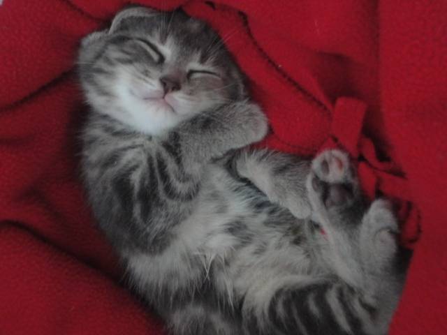 Mimitte - (2 mois)