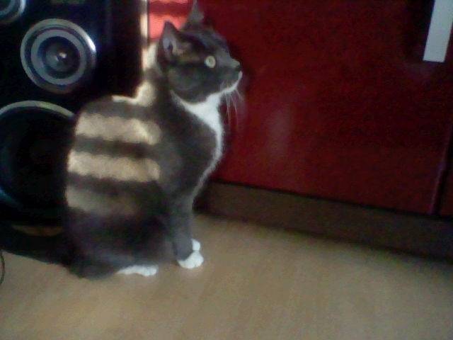 Eddi - Mâle (7 ans)