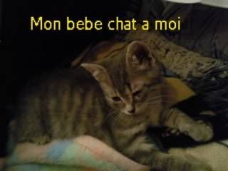 Minou - Mâle (1 an)