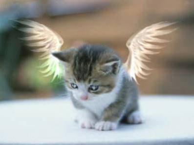 chat ange - (7 mois)