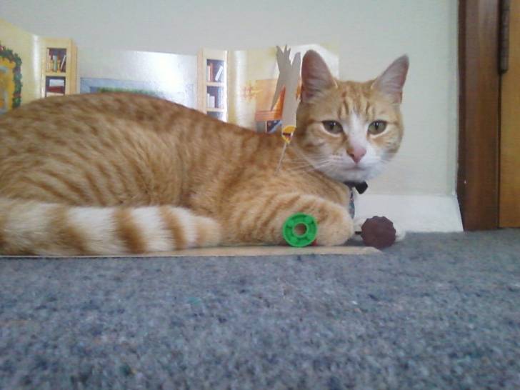 Freddie - Mâle (3 ans)
