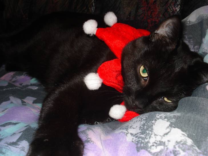 Choco - Mâle (4 ans)