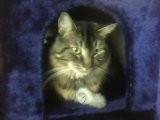 Nepia - (4 ans)