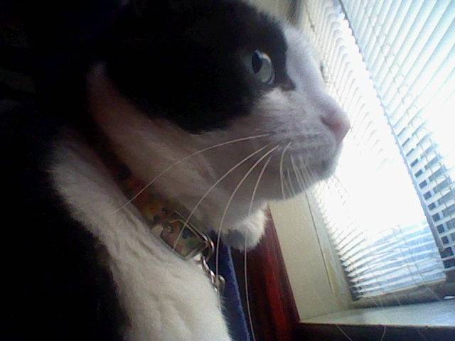 Jewel - (8 ans)