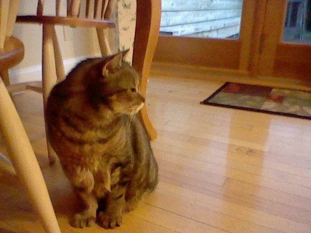 Jasper - Mâle (12 ans)