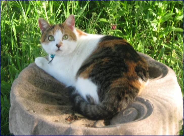 Daisy - (3 ans)