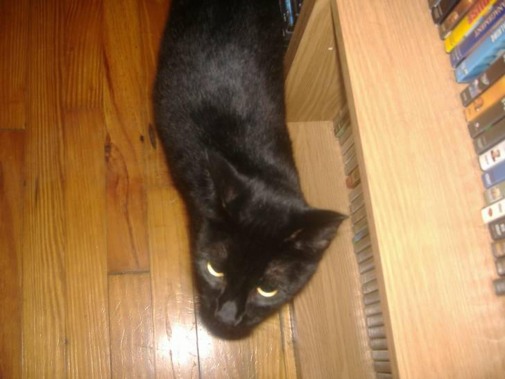 Artemis - Mâle (2 ans)