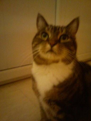 Choupette - (11 ans)
