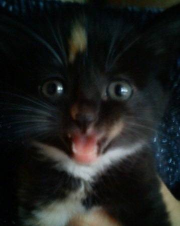 Levy - (2 mois)