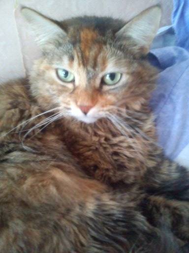 Chipie - (6 ans)
