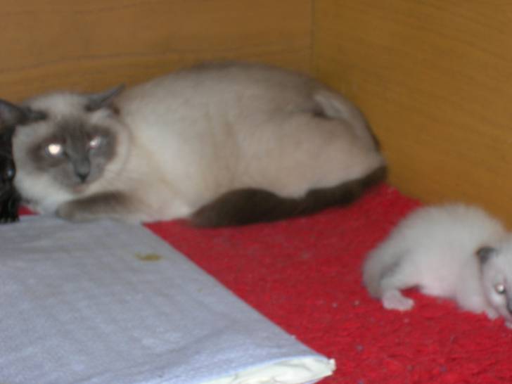 mère de mon chat - (5 ans)