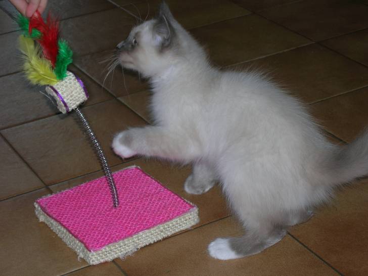 mon chat chataigne - Mâle (8 mois)