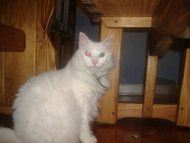 Athena - (2 ans)