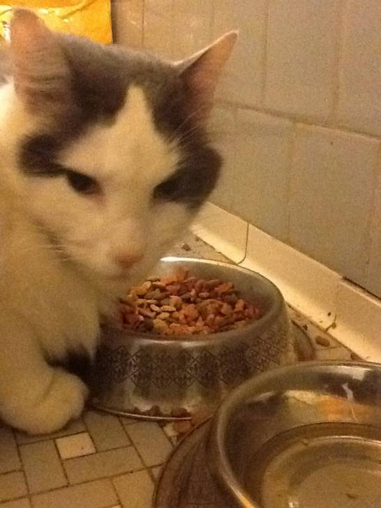 Pixle - Mâle (7 ans)