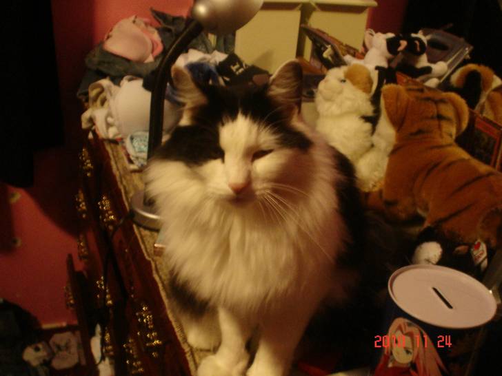 Oreo - Mâle (6 ans)
