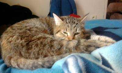 Tigresse - (2 ans)