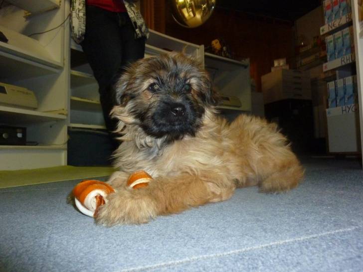 Guinness - (3 mois)