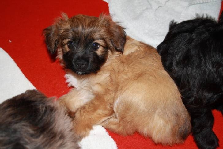 Guinness - (3 mois)