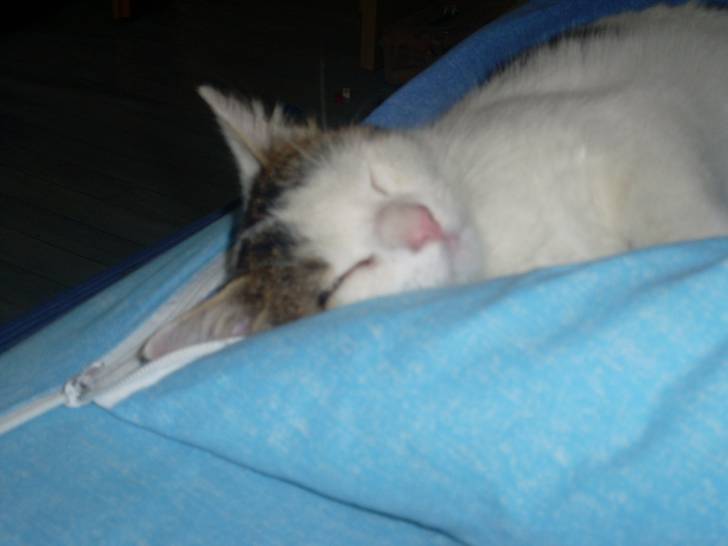 Blum - Mâle (2 ans)
