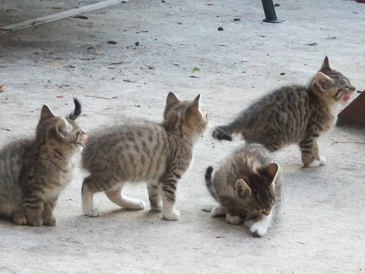 mes chats - (5 mois)