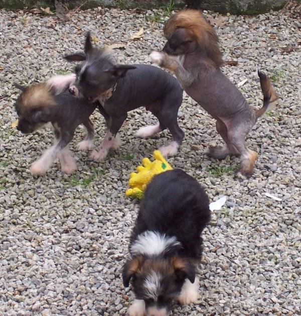 max,lili,caramellegourmand et lilas - (3 mois)
