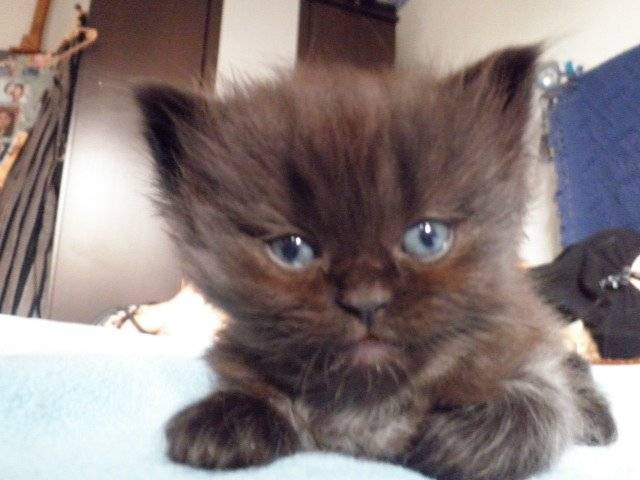 ursina - (6 mois)