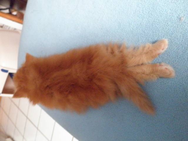 ursina - (6 mois)