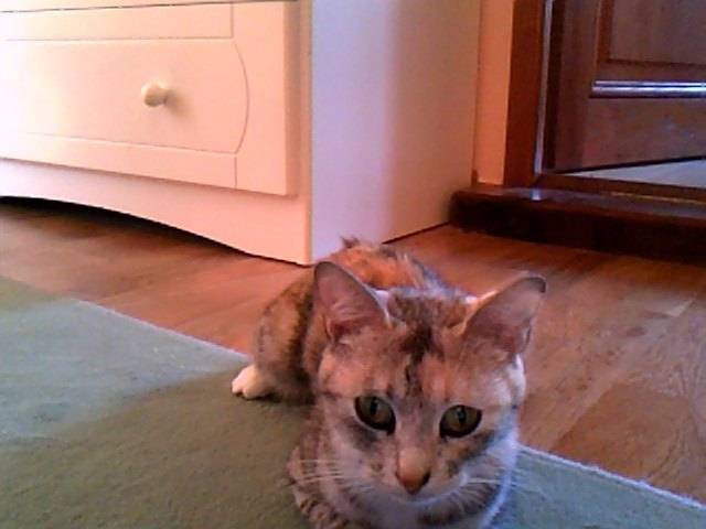 noisette - (3 ans)