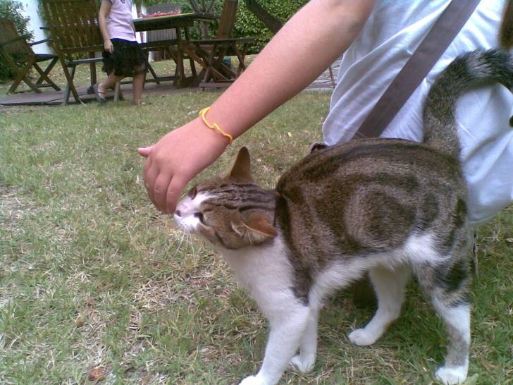 Loulou -