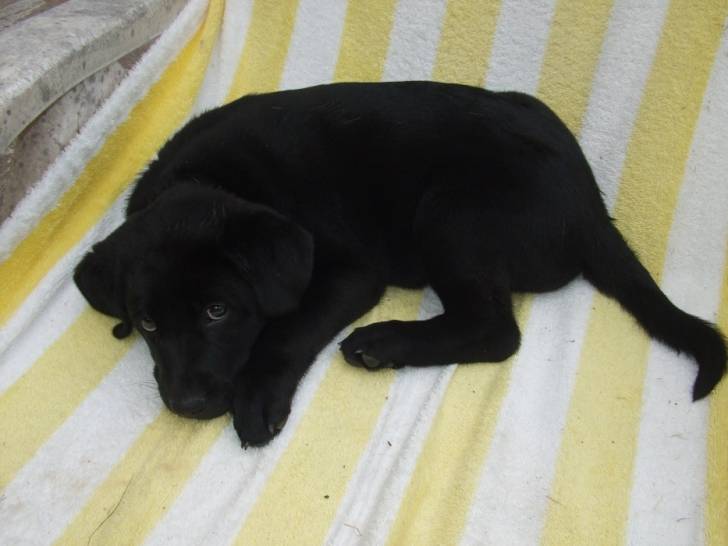 Fiona - (3 mois)