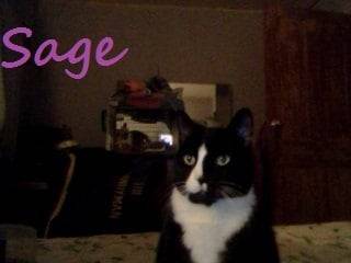 Sage - (11 ans)