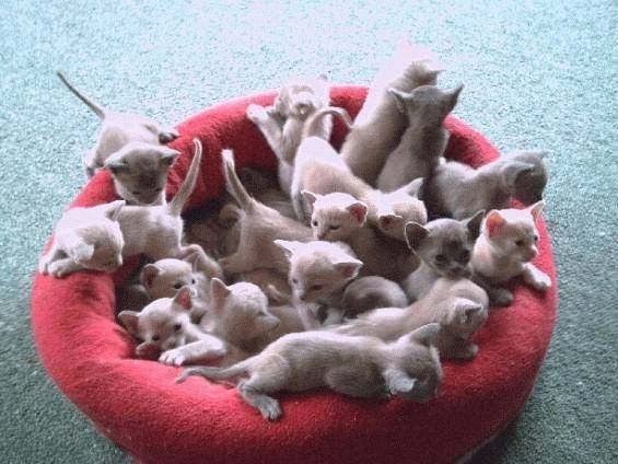 chatons - (1 mois)
