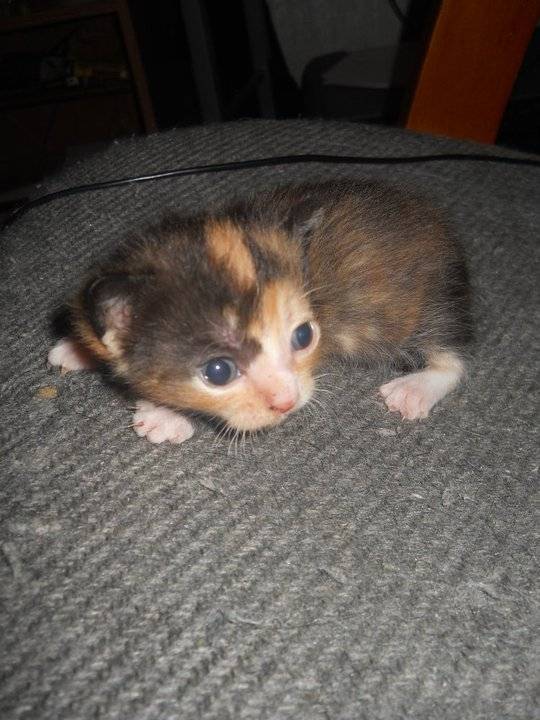 mischief - (1 mois)