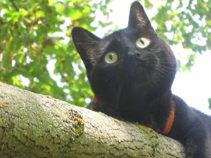 Tito - Mâle (8 ans)