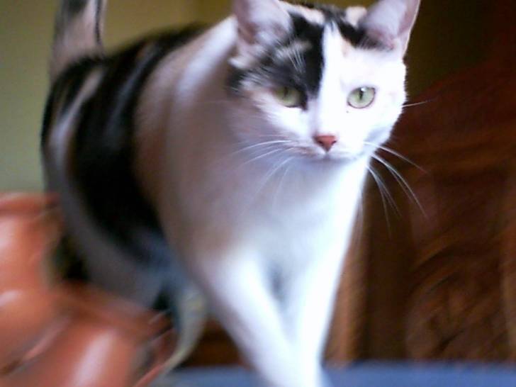 Câline - (3 ans)