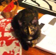 Smokey - (3 mois)
