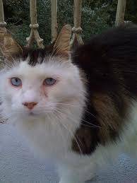 Prissy - (3 ans)