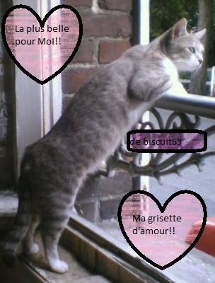 grisette - (2 ans)