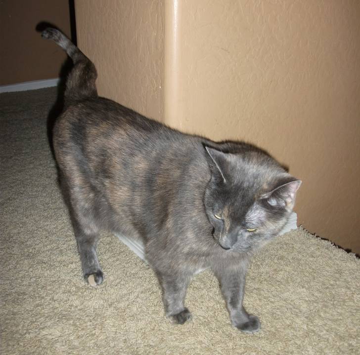 Kitty - (5 ans)