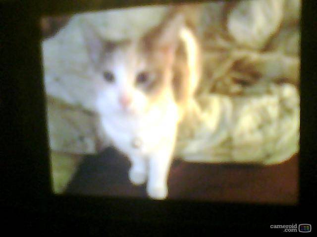 Cookie - (11 mois)