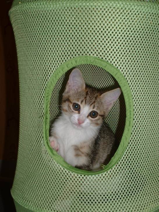 pattenrond - (3 mois)