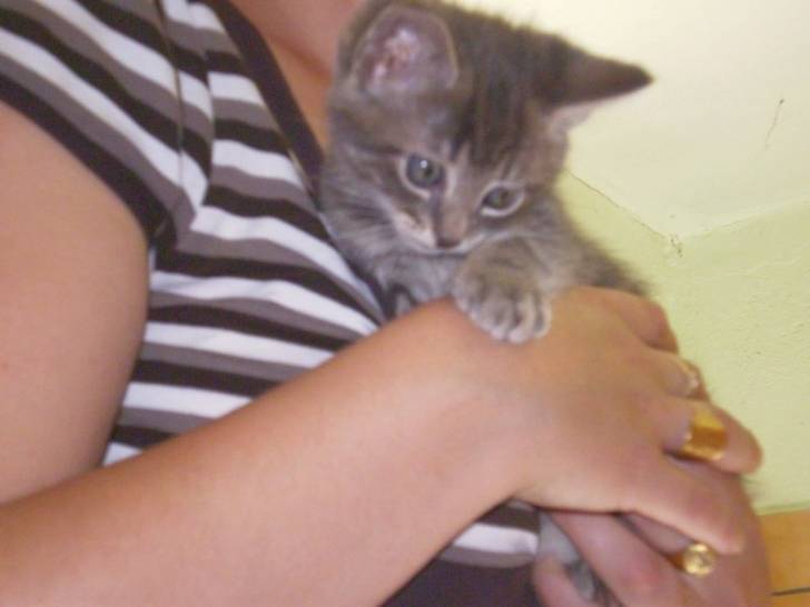 tigri - Mâle (3 ans)