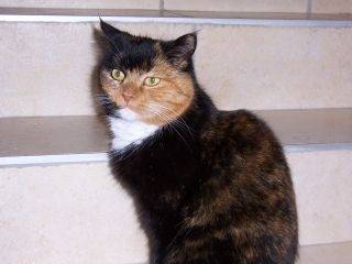 Tryskel - (11 ans)