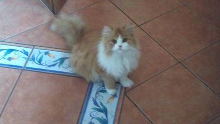 Benji - Mâle (2 ans)