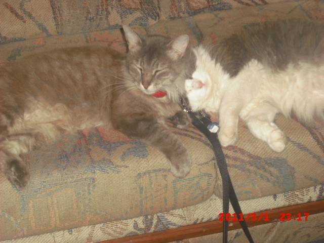 Cat Family -