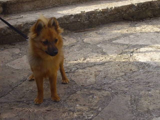 Clochette - (11 mois)